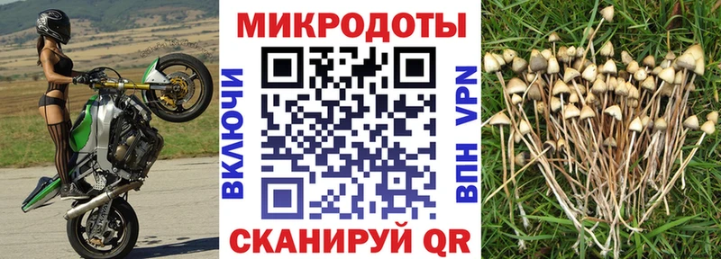 Галлюциногенные грибы Psilocybe Унеча